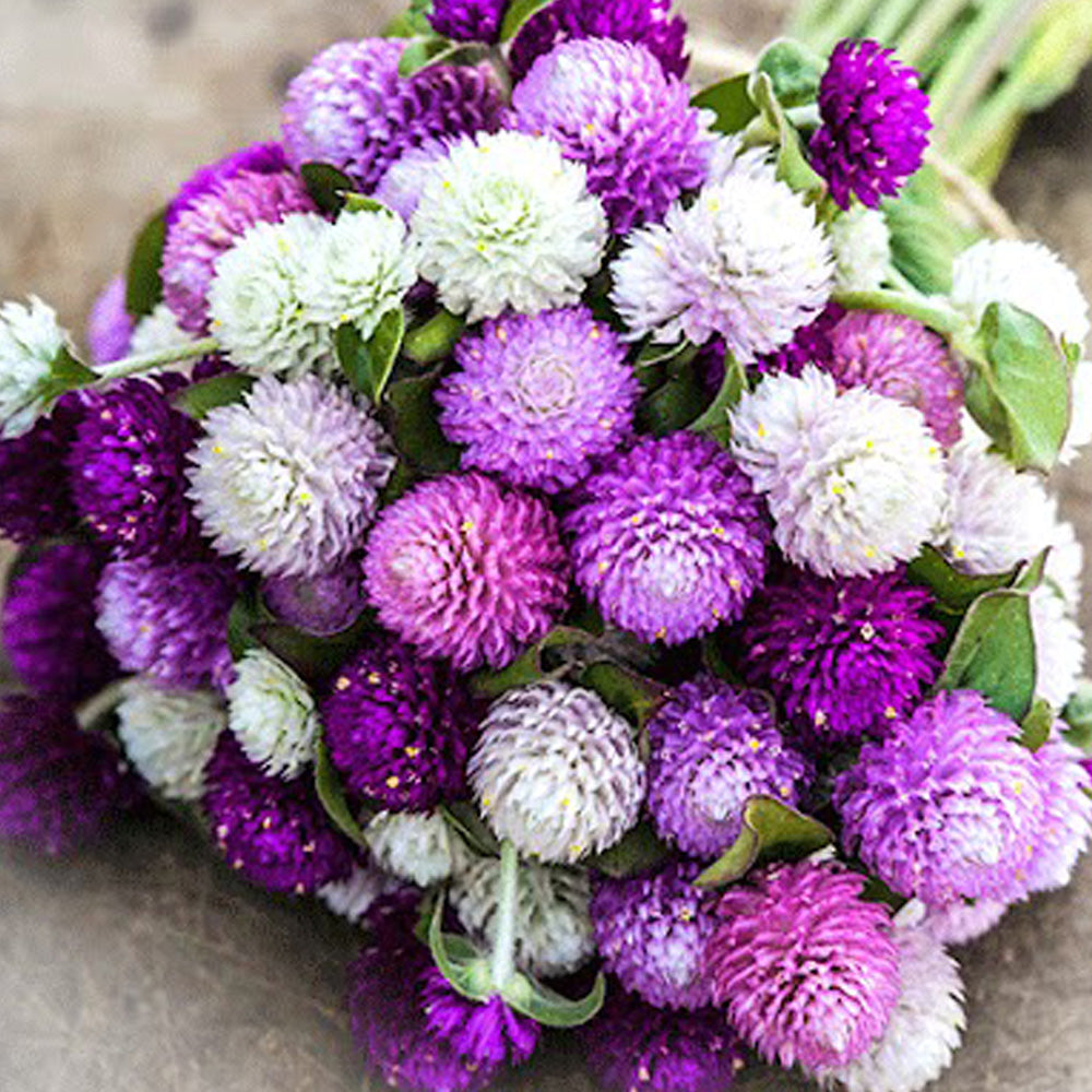 Seminte flori Gomfrena (Gomphrena globosa) mix 0.2g