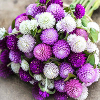 Thumbnail for Seminte flori Gomfrena (Gomphrena globosa) mix 0.2g