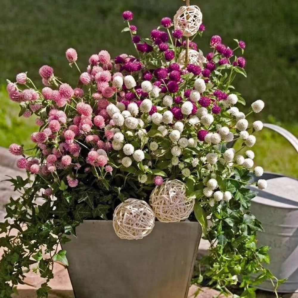 Seminte flori Gomfrena (Gomphrena globosa) mix 0.2g