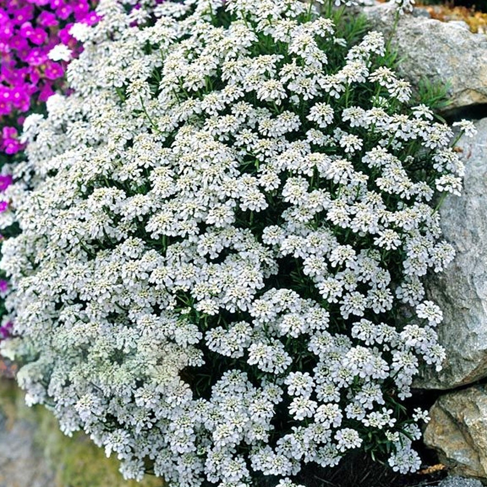 Seminte flori Lilicele (Iberis sempervirens) albe 0.25g