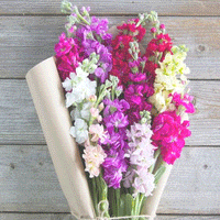 Thumbnail for Seminte flori Mixandre (Matthiola incana) mix 0.5g