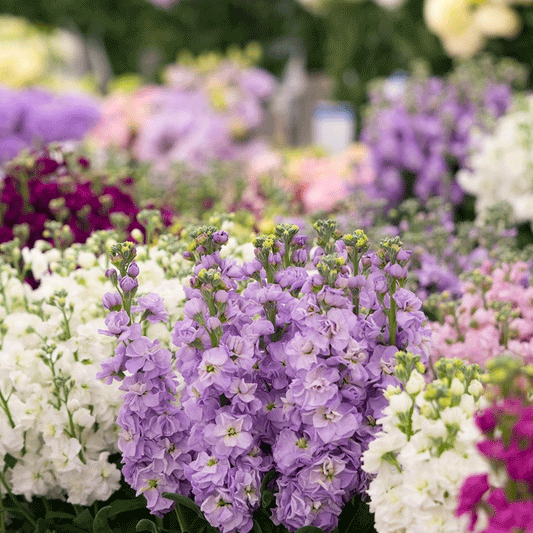 Seminte flori Mixandre (Matthiola incana) mix 0.5g