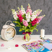 Thumbnail for Seminte flori Mixandre (Matthiola incana) rosii 0.15g