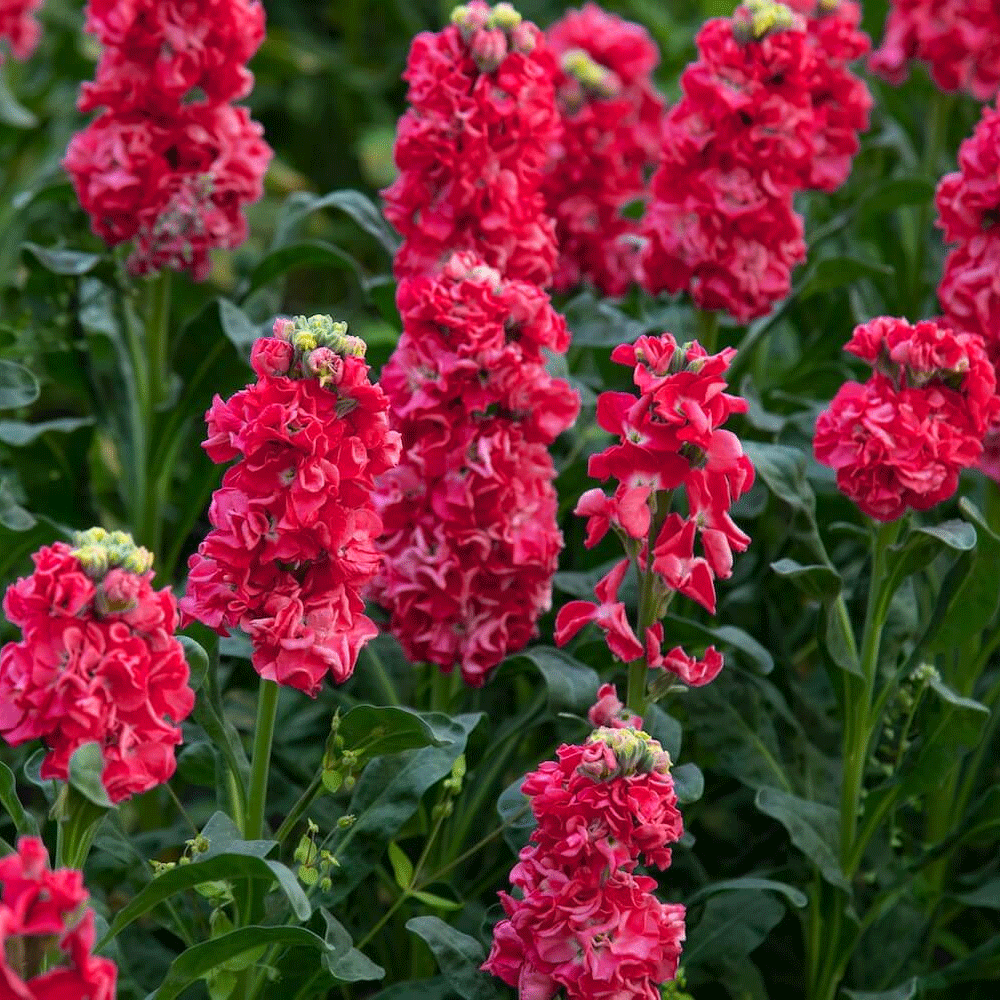 Seminte flori Mixandre (Matthiola incana) rosii 0.15g