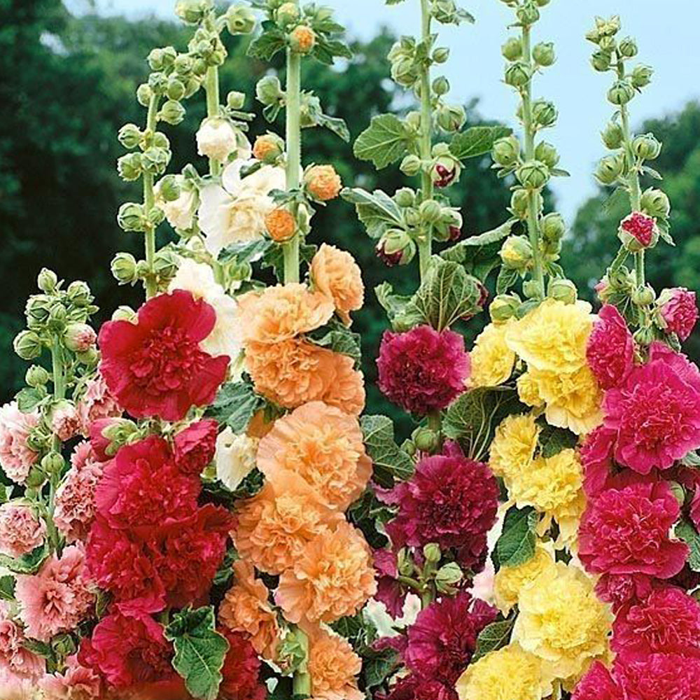 Seminte flori Nalba de Gradina (Alcea rosea) Mix 1g
