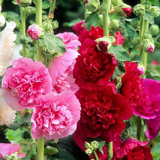 Seminte flori Nalba de Gradina (Alcea rosea) Mix 1g