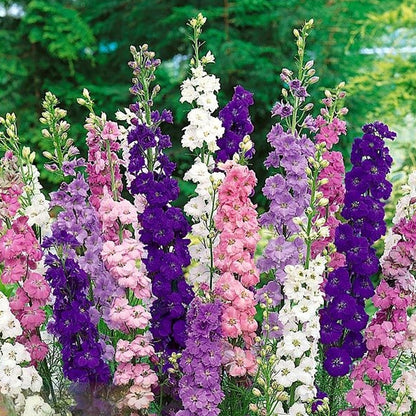 Seminte flori Nemtisori anuali (Delphinium ajacis) Mix 0.5g