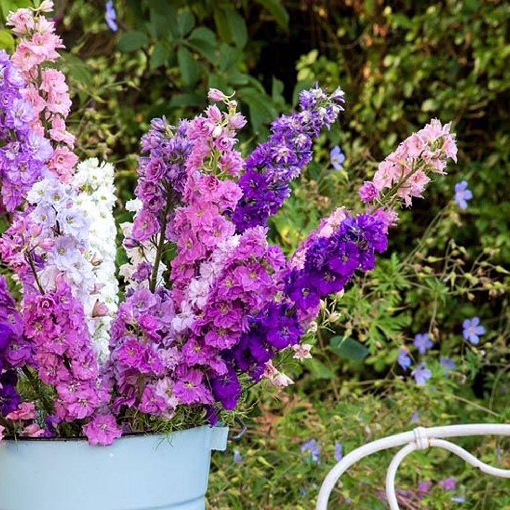 Seminte flori Nemtisori anuali (Delphinium ajacis) Mix 0.5g