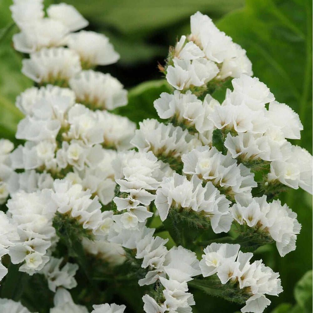Seminte flori Saraturica (Limonium sinuatum) alba 0.5g