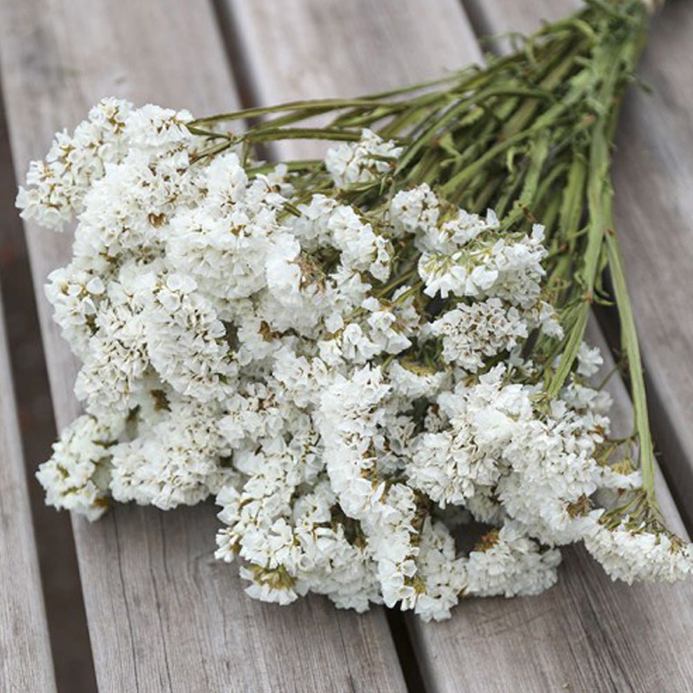 Seminte flori Saraturica (Limonium sinuatum) alba 0.5g