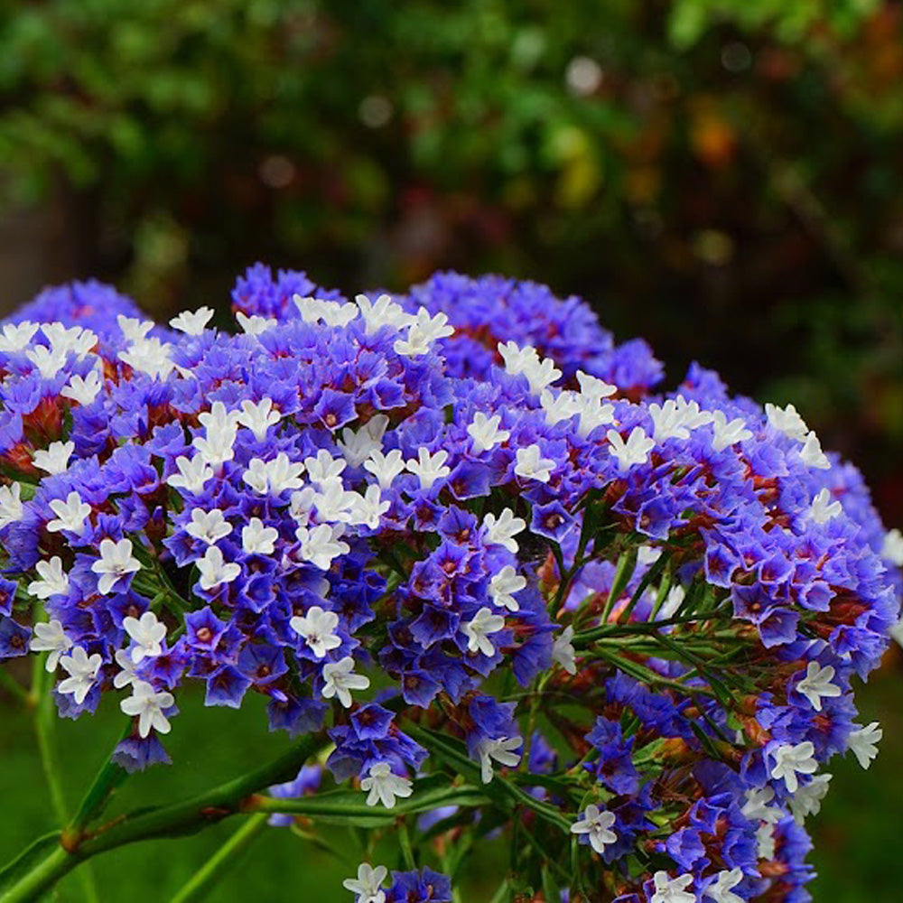 Seminte flori Saraturica (Limonium sinuatum) albastru inchis 0.5g