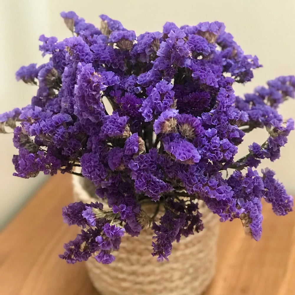 Seminte flori Saraturica (Limonium sinuatum) albastru inchis 0.5g