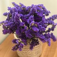 Thumbnail for Seminte flori Saraturica (Limonium sinuatum) albastru inchis 0.5g