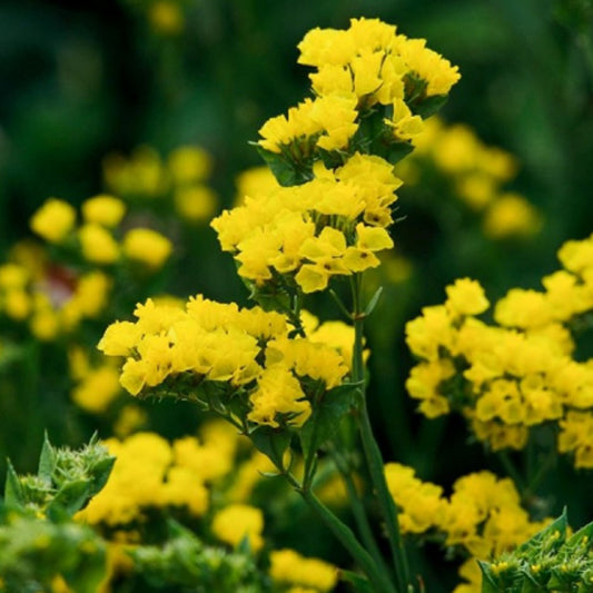 Seminte flori Saraturica (Limonium sinuatum) galbena 0.5g