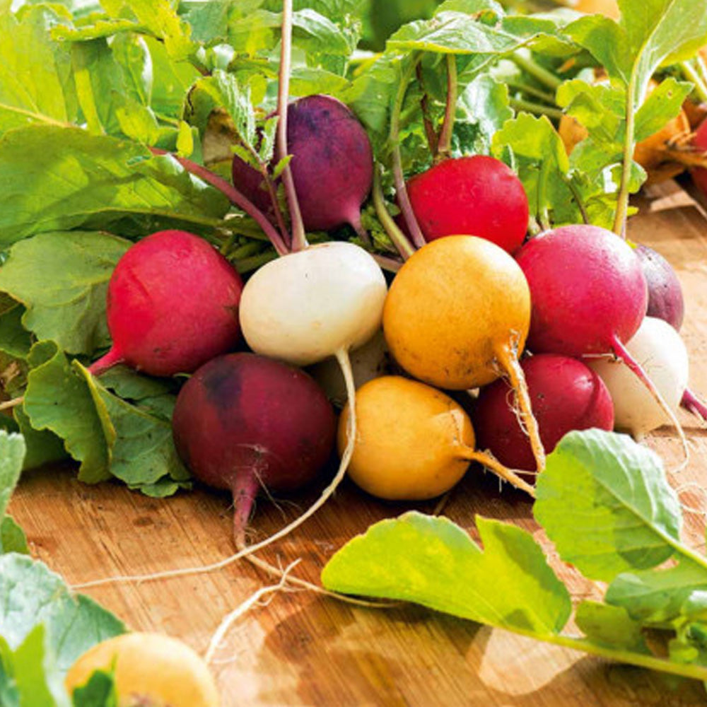 Seminte Ridichi de luna Mix 4g