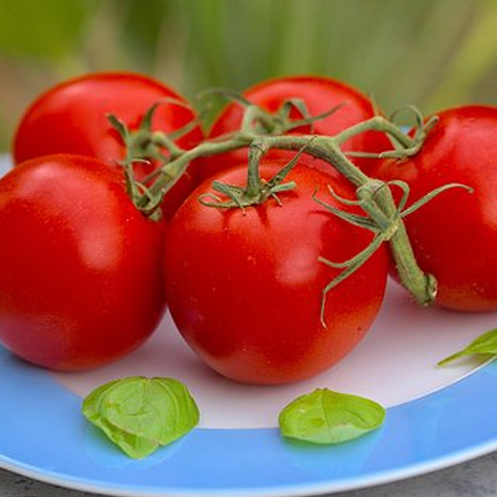 Seminte Tomate Buzau 22 0.3 g