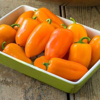 Thumbnail for Seminte Ardei Snack Adelin 0.25g