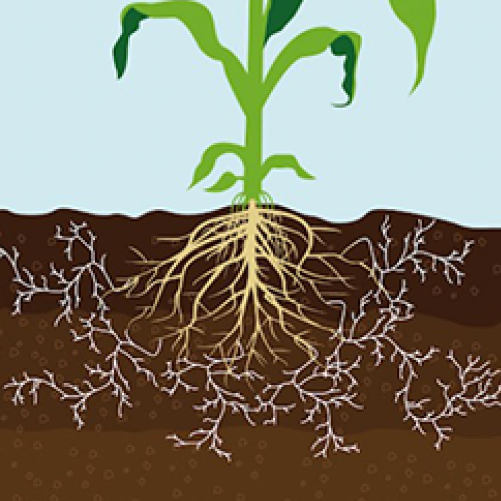 Ingrasamant Amalgerol (100ml, 500ml, 1L)