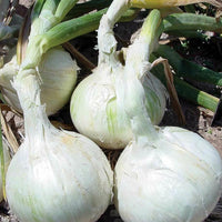 Thumbnail for Arpagic alb White Snowball, (200g, 500g)