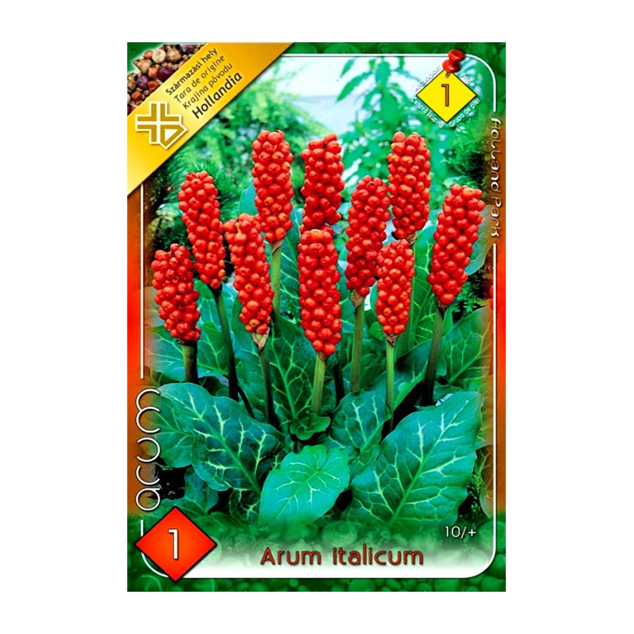 Bulbi Arum Italicum 1 buc