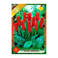 Thumbnail for Bulbi Arum Italicum 1 buc