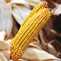 Thumbnail for Samanta Porumb Syngenta Batanga/ ENERMAX, 50MB