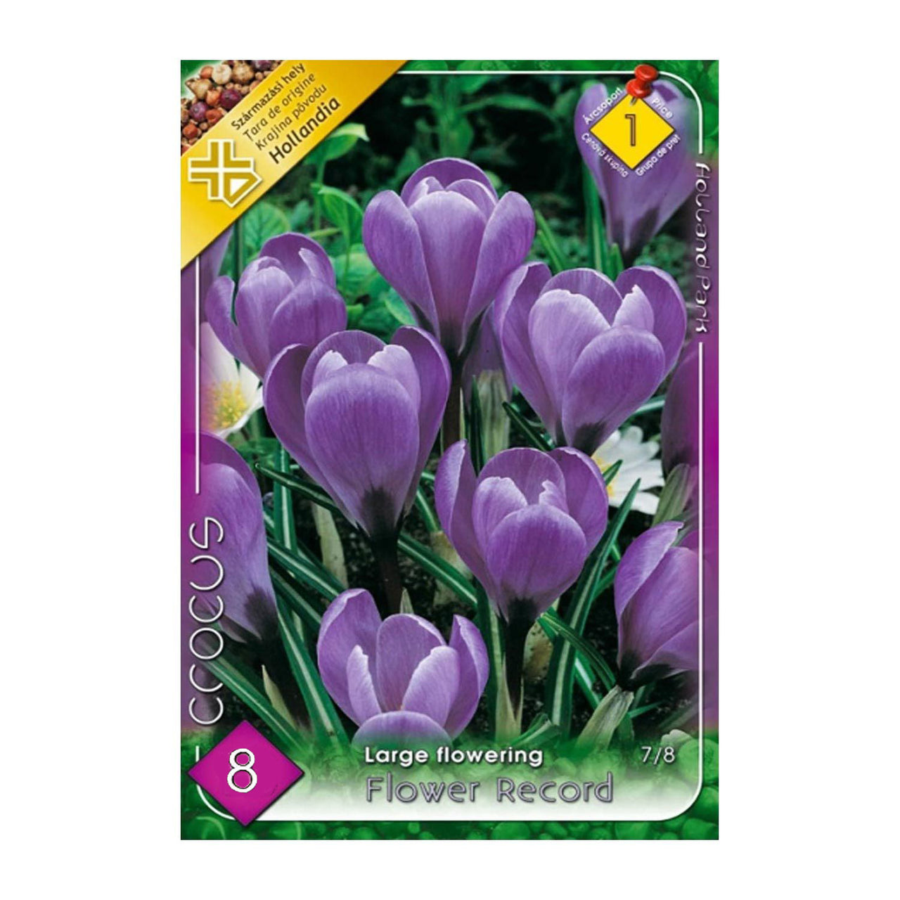 Bulbi Crocusi Flower Record 8 buc