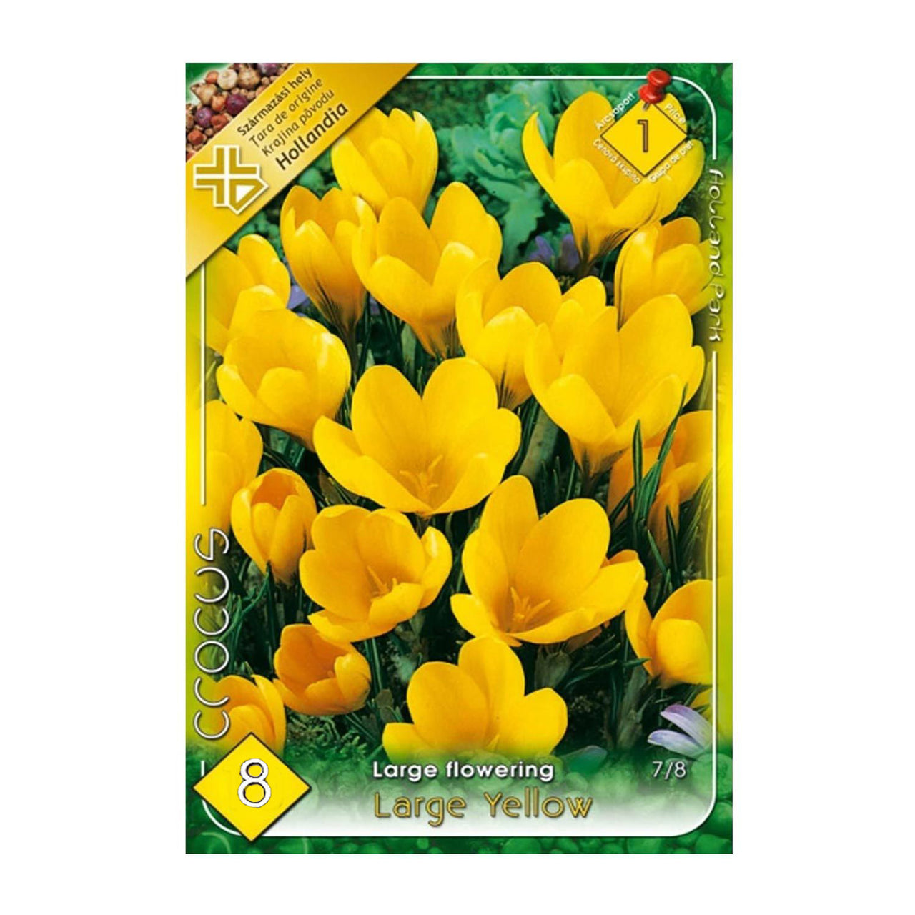 Bulbi Crocusi Large Yellow 6 buc