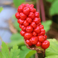 Thumbnail for Bulbi Arum Italicum 1 buc