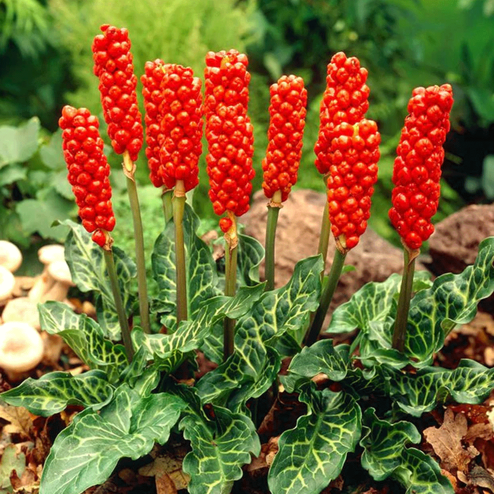 Bulbi Arum Italicum 1 buc