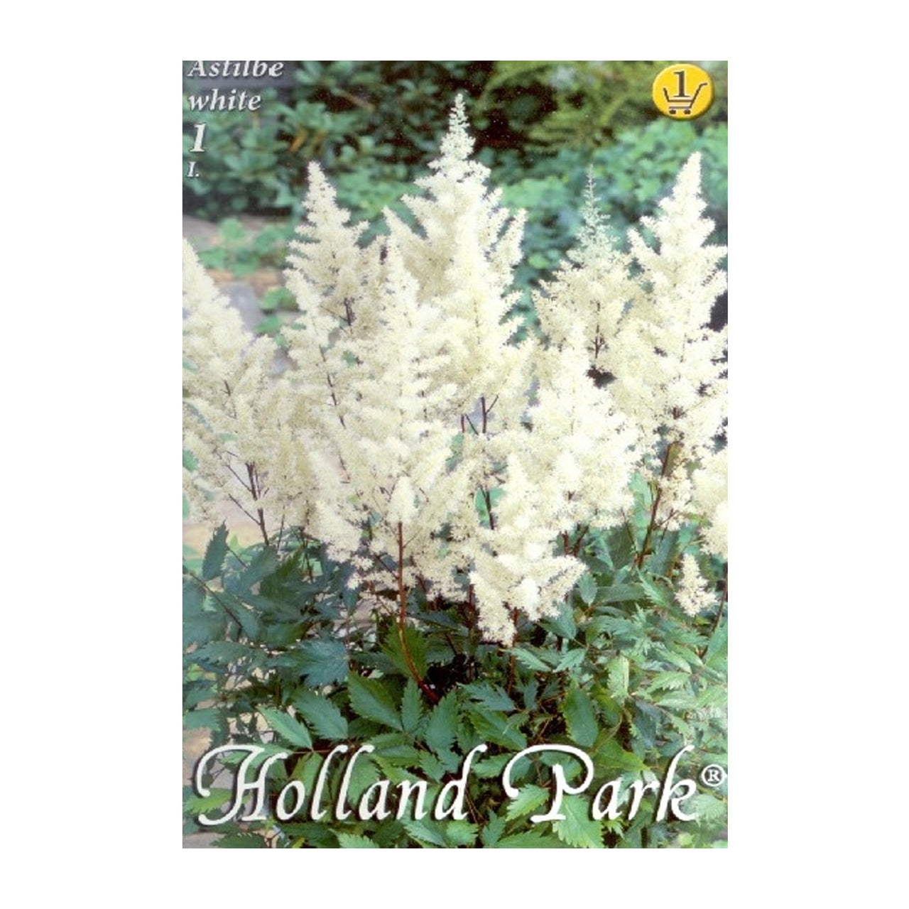 Bulbi Astilbe X Arendsii Alb 1 buc