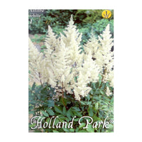 Thumbnail for Bulbi Astilbe X Arendsii Alb 1 buc