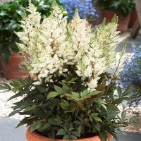 Thumbnail for Bulbi Astilbe X Arendsii Alb 1 buc