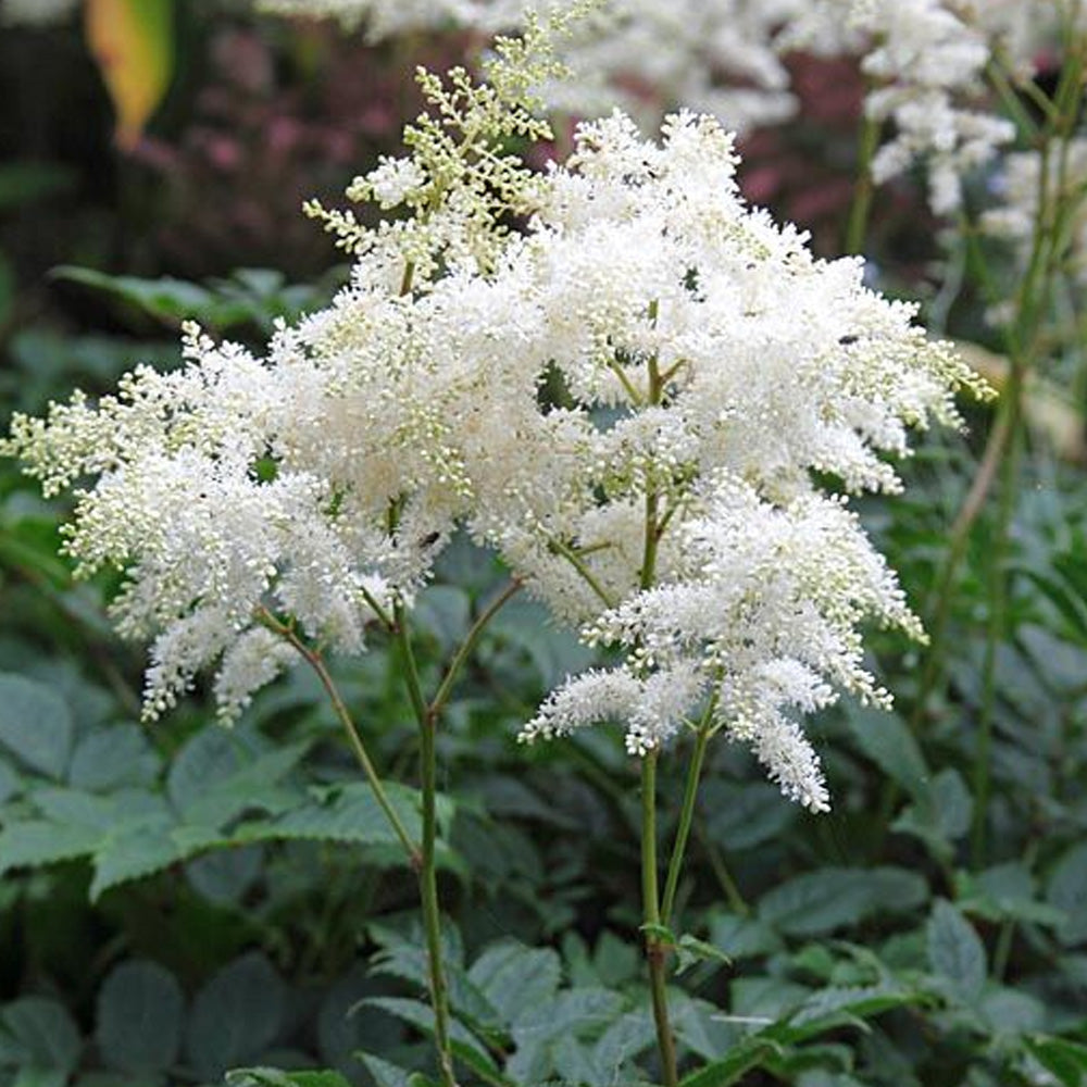 Bulbi Astilbe X Arendsii Alb 1 buc