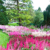 Thumbnail for Bulbi Astilbe X Arendsii Mix 3 buc