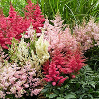 Thumbnail for Bulbi Astilbe X Arendsii Mix 3 buc