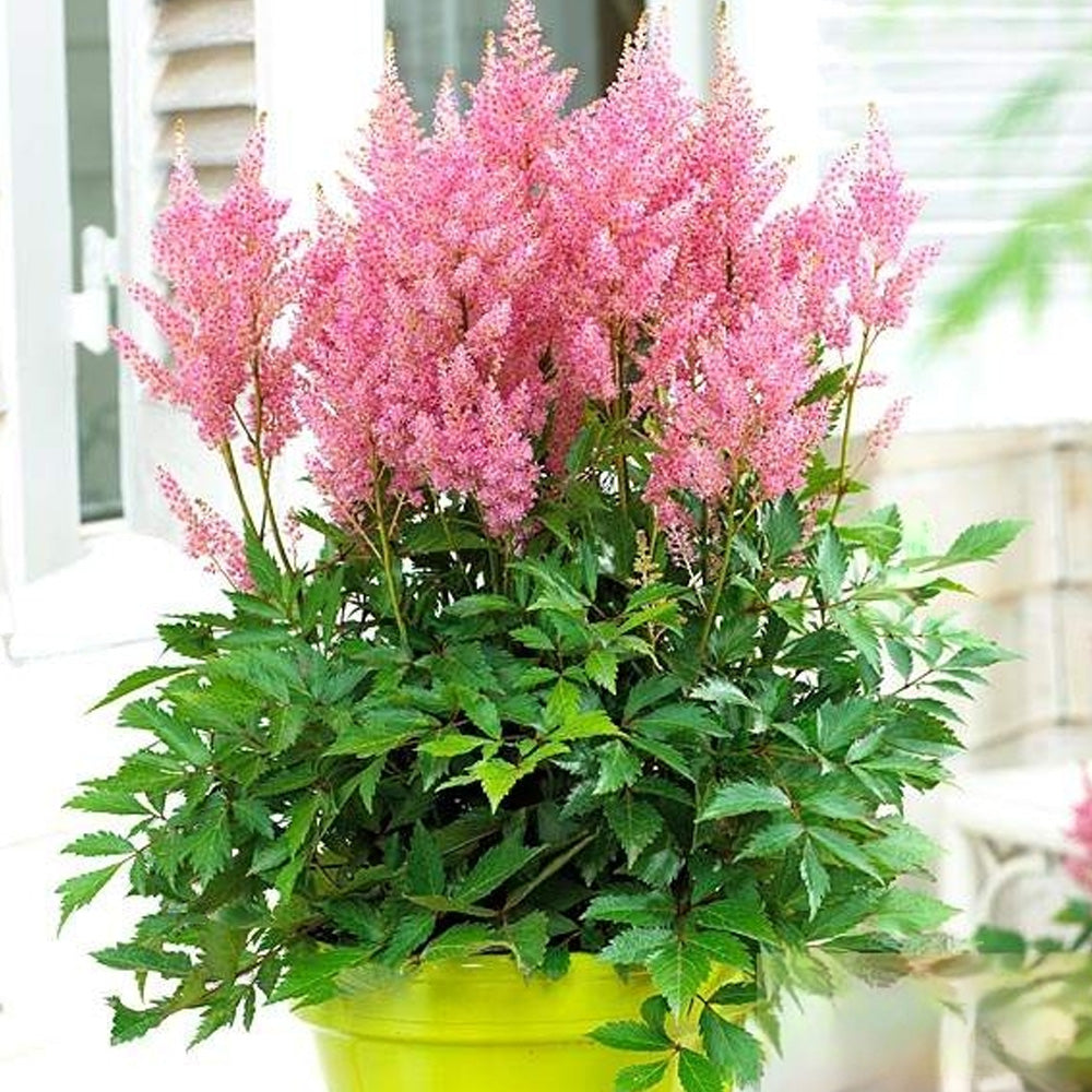 Bulbi Astilbe X Arendsii Roz 1 buc