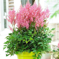 Thumbnail for Bulbi Astilbe X Arendsii Roz 1 buc