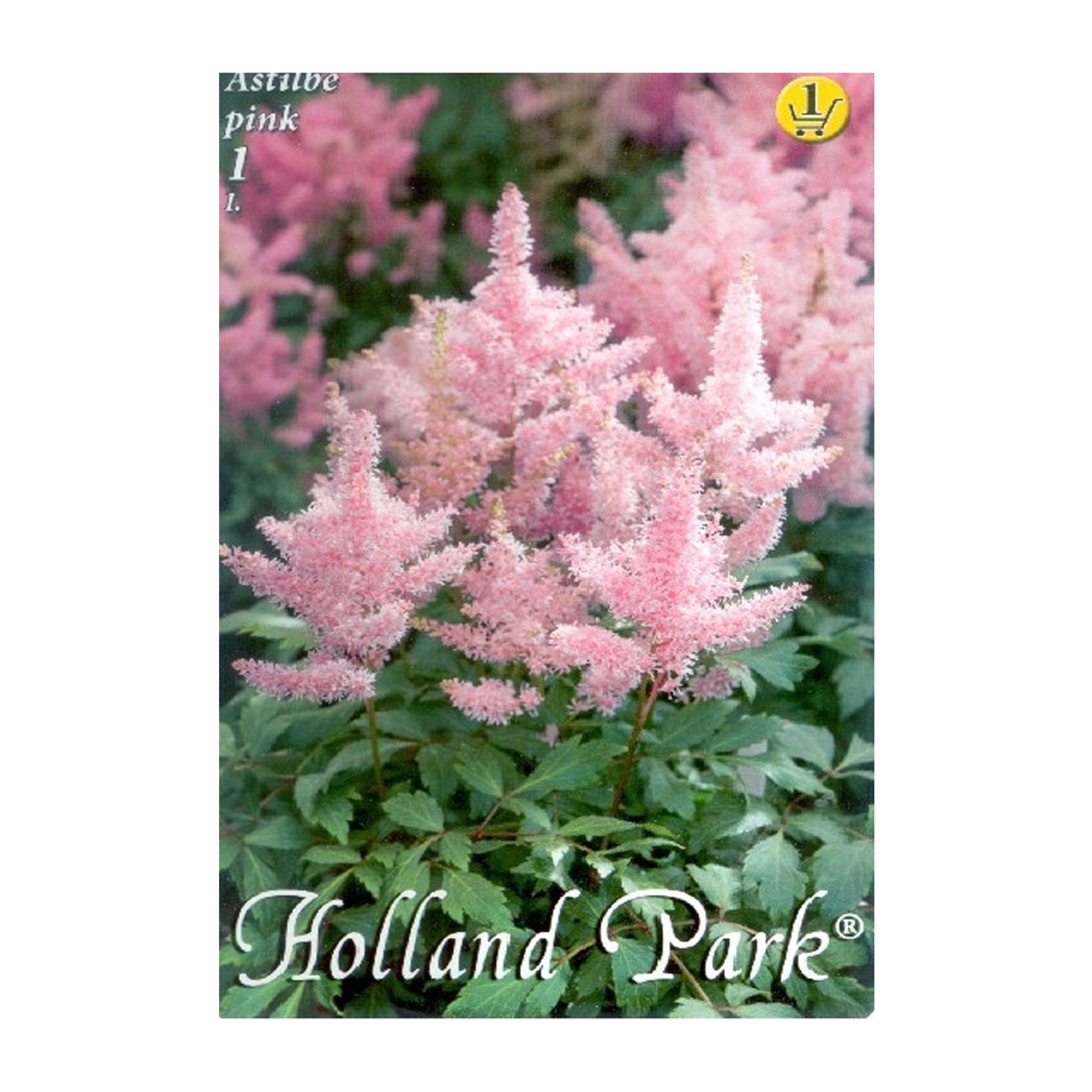 Bulbi Astilbe X Arendsii Roz 1 buc