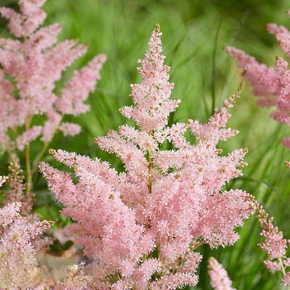 Bulbi Astilbe X Arendsii Roz 1 buc