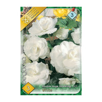 Thumbnail for Bulbi Begonia Double large flowering Alb 3 buc