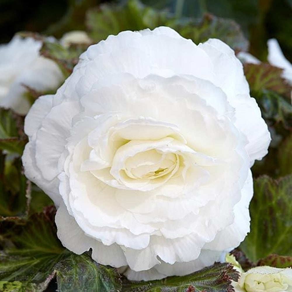 Bulbi Begonia Double large flowering Alb 3 buc