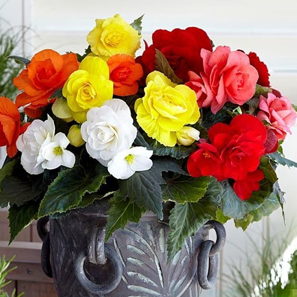 Bulbi Begonia Double large flowering Mix 3 buc