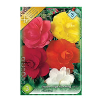 Thumbnail for Bulbi Begonia Double large flowering Mix 3 buc