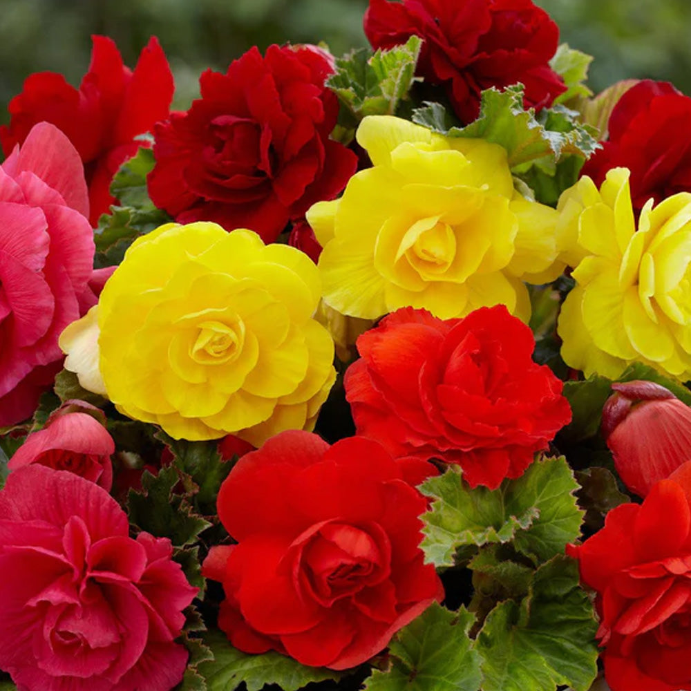 Bulbi Begonia Double large flowering Mix 3 buc