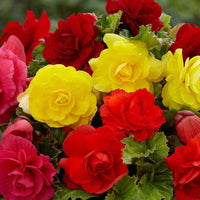 Thumbnail for Bulbi Begonia Double large flowering Mix 3 buc