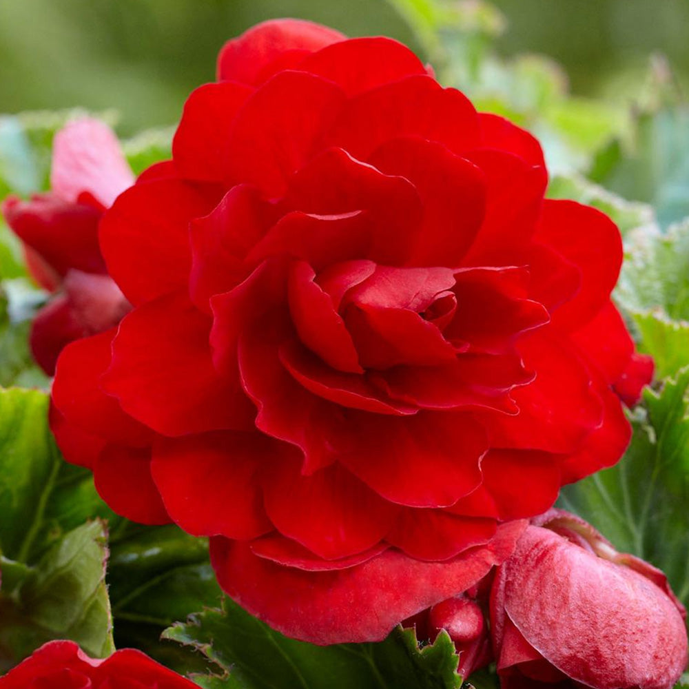 Bulbi Begonia Double large flowering Rosu 3 buc