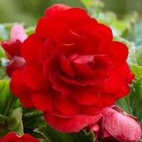 Thumbnail for Bulbi Begonia Double large flowering Rosu 3 buc