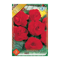 Thumbnail for Bulbi Begonia Double large flowering Rosu 3 buc