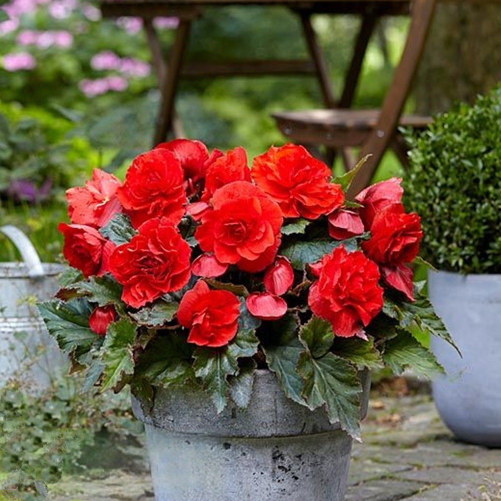 Bulbi Begonia Double large flowering Rosu 3 buc